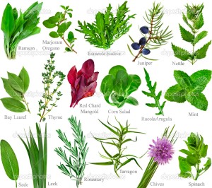 depositphotos_14477075-Collection-fresh-herb-with-names-isolated-on-a-white-background